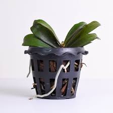 Image result for Aeranthes africana