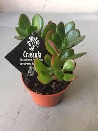 Para ağacının hiç şüphesiz ruhani bir yönü var. Crassula Para Cicegi Agaci Satis Ve Bakimi Cicekal Net