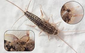 Image result for Ctenolepis