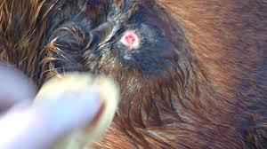 A little bug spray, tick removal, playing around Tick Bite On Horse Part 4 Youtube