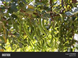 Carob, (ceratonia siliqua), tree of the pea family (fabaceae), grown for its edible pods. Useful Carob Tree Image Photo Free Trial Bigstock