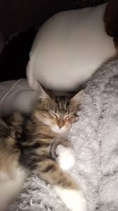 Such a beautiful maine coon kitten! Stunning Maine Coon Kittens Available 4039073128 Denver For Sale Denver Pets Cats