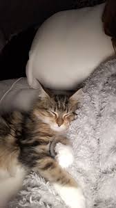 Today's maine coon cats are actually descendants of royal kitties. Stunning Maine Coon Kittens Available 4039073128 Denver For Sale Denver Pets Cats