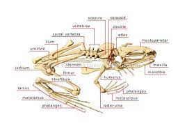 Jul 16, 2015 · nerves branch out from the spinal cord. Animal Kingdom Amphibians Frog Skeleton Of A Frog Image Visual Dictionary Online Amphibians Biology Aesthetic Animal Skeletons