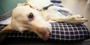 It is our commitment to provide quality veterinary care throughout the life of your pet. Transporting Pets To The Animal Emergency Hospital