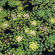 Image result for Trapa natans