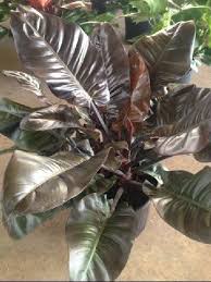 Philodendron Black Cardinal Metropolitan Wholesale Philodendron Plant Plants Philodendron