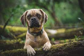 About press copyright contact us creators advertise developers terms privacy policy & safety how youtube works test new features press copyright contact us creators. Owensboro Ky Veterinary Blog Wills Animal Hospital