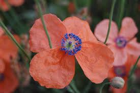 Image result for Papaveraceae