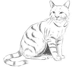In this tutorial, we will learn how to draw vector graphics in pyqt5. Guide To Drawing Cats Kittens With Step By Step Instructional Tutorial Lesson How To Draw Step By Step Drawing Tutorials