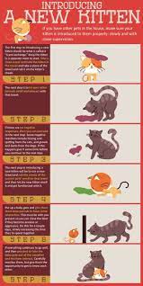 As You Can Image I Didn T Start Out With Six Cats That Number Grew Over Time So I Did Some Research And Obviously Have Add Pet Care Cats Kitten Care Cat
