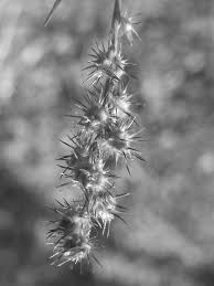 Image result for Cenchrus incertus