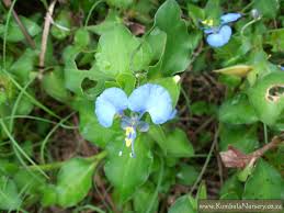 Image result for Commelina nyasensis