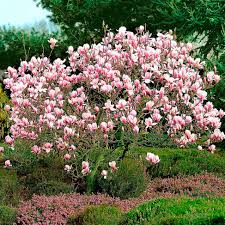 Image result for magnolia soulangeana