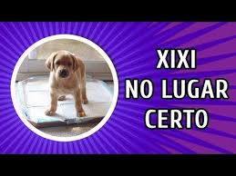 Pin Em Cachorros