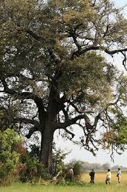 Image result for Dalbergia melanoxylon