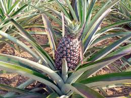 Ananas Ananas Entretien Arrosage Rempotage