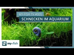 Schnecken Im Aquarium Nutzlicher Reinigungstrupp Fur Dein Becken My Fish Tv Youtube Aquarium Schnecken Aquarium Schnecken