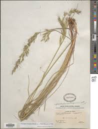 Image result for Lasiodiscus palustris