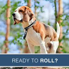 Starts to repel and kill fleas within 24 hours of initial application. Seresto Flea Tick Collar Small Dog Flea Collars Petsmart
