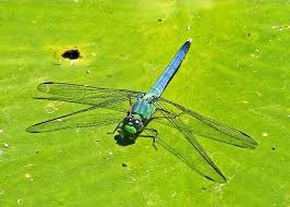 Image result for Libellulidae