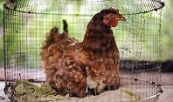 Gallinero Images – Browse 683 Stock Photos, Vectors, and ...