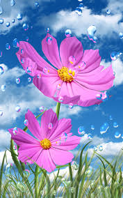Https Lh4 Ggpht Com 4ofiyyhmczfblujqyffinoqunpqn81yw7jraycpv99tloycqico28nczzchrusshr Beautiful Flowers Wallpapers Hd Flower Wallpaper Flower Phone Wallpaper