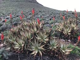 Image result for Trichoscypha lucens