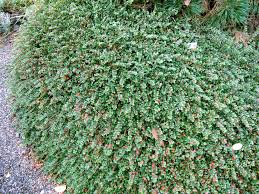 Image result for Cotoneaster