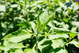 They're tubers, native of north america, and the plant is related to and jerusalem is thought to have evolved from the italian name for the plant, girasole for sunflower. Jerusalem Artichoke Leaves In Nature Stock Photo Picture And Royalty Free Image Image 60981614