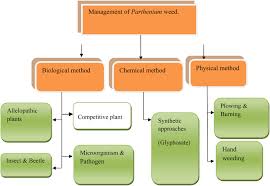 Cultural control might, for example. Biological Management Of Allelopathic Plant Parthenium Sp