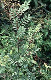 Image result for Zanthoxylum sp. A