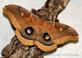 Other articles where polyphemus moth is discussed: Polyphemus Moth Antheraea Polyphemus Cramer