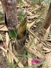 Image result for Bambusa balcooa