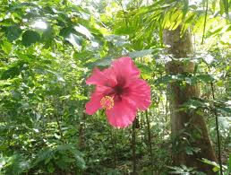 Image result for Hibiscus torrei