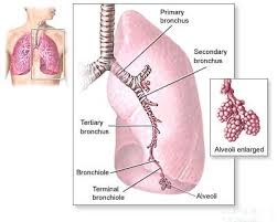 Maybe you would like to learn more about one of these? Morice Law Firm Practice Areas Mesothelioma Asbestos