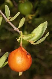 Image result for Vangueria