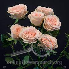 Spray Rose Brilliant Stars Light Pink Online Flower Search