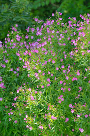 Image result for Epilobium hirsutum