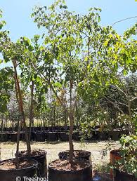 Image result for Pterocarpus rotundifolius