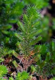 Image result for Selaginella mittenii