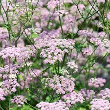 Image result for Pimpinella ledermannii