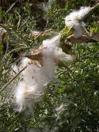 Image result for Pentarrhinum insipidum