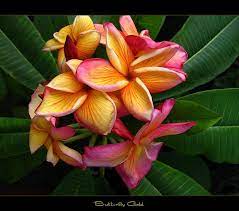 Rare Flowers The Plumeria Butterfly Gold Rare Flowers Plumeria Flowers Beautiful Flowers Garden