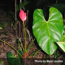 Flamingo Flower Anthurium Andraeanum Children S Health Queensland