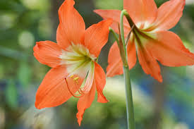 Image result for Hippeastrum puniceum