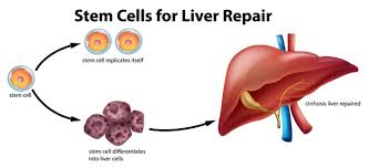 Kupffer cells are irregular, with cytoplasmic extensions that facilitate their phagocytic function (fig. Free Vector Stem Cells For Liver Repair