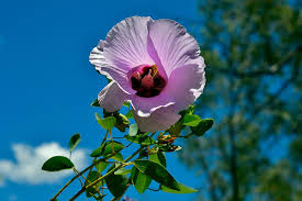 It can bloom year round in the right conditions. Native Plants Of Australia Worldatlas