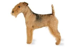The cost of a lakeland terrier puppy varies depending on the breeder's locale, whether the pup is male or female, what titles his parents have, and puppy or adult, a breeder purchase or a rescue, take your lakeland terrier to your veterinarian soon after adoption. Lakeland Terrier Dog Breed Information Pictures Characteristics Facts Dogtime