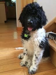 You can list your puppies for free! Newfiedoodle Pin On Newfypoo S